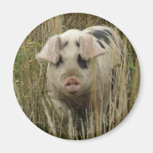 Cute Pig Magnet Magneet