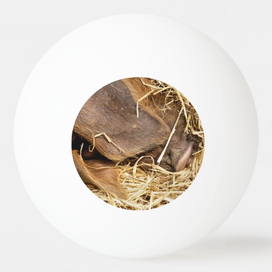 CUTE PIG PINGPONGBALLEN (Voorkant)