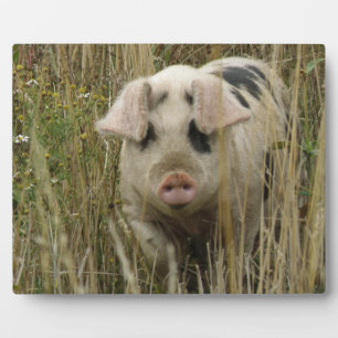 Cute Pig Plaque Fotoplaat
