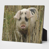 Cute Pig Plaque Fotoplaat (Zijkant)