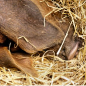 CUTE PIG POKERKAARTEN