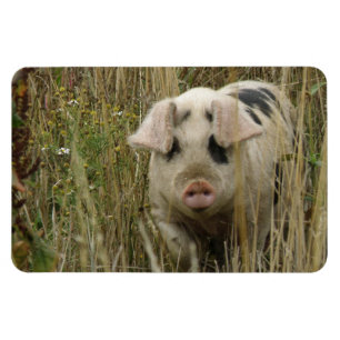 Cute Pig Premium Magnet Magneet