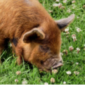 CUTE PIG ROLMAAT