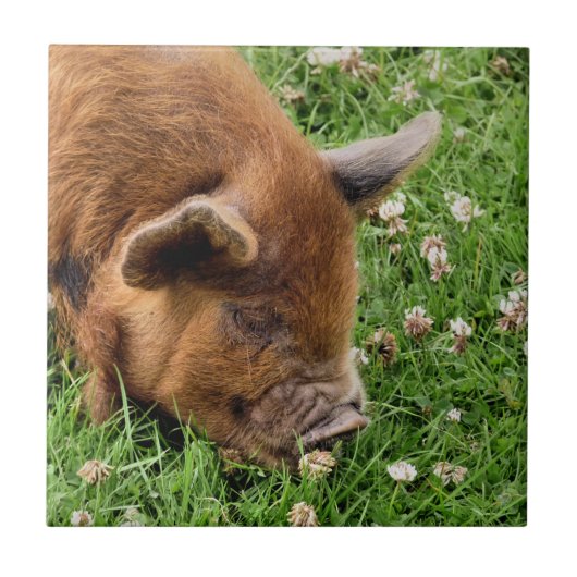 CUTE PIG TEGELTJE (Voorkant)