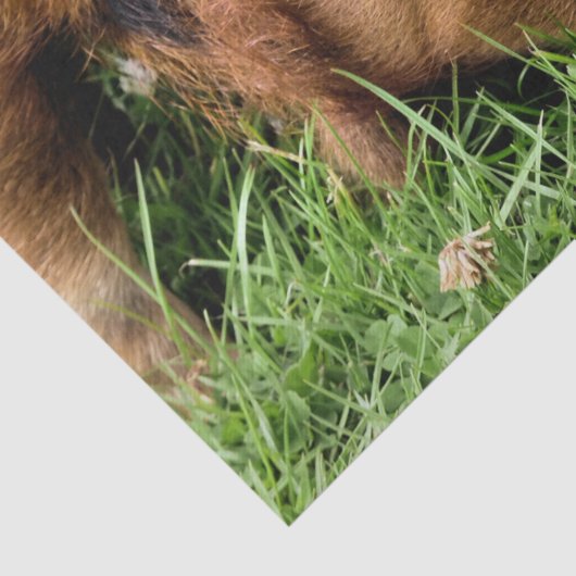 CUTE PIG TISSUEPAPIER (Detail)