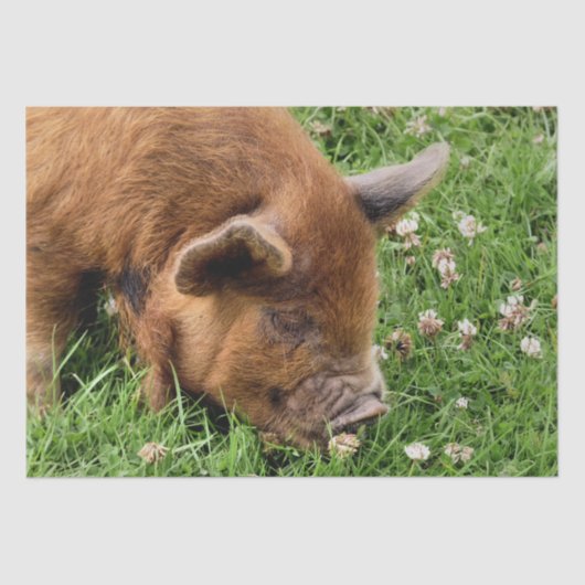 CUTE PIG TISSUEPAPIER (Voorkant)