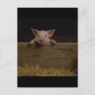 Cute Piglet Briefkaart