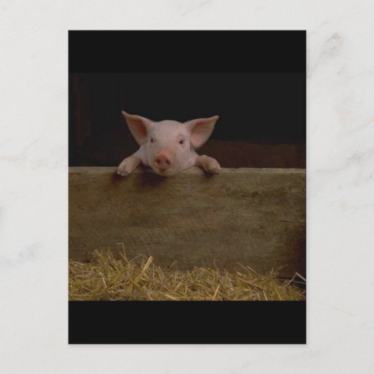 Cute Piglet Briefkaart (Voorkant)