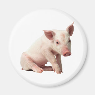 Cute Piglet Magnet Magneet
