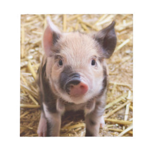 Cute Piglet Notitieblok