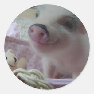 Cute Piglet Ronde Sticker
