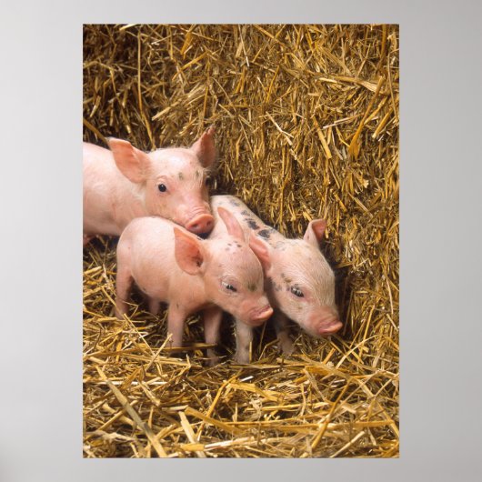 Cute Pigs Poster (Voorkant)