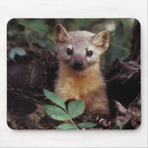 Cute Pine Marten Mousepad Muismat