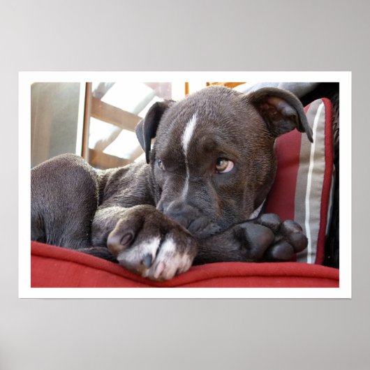 Cute Pit Bull Puppy Poster (Voorkant)