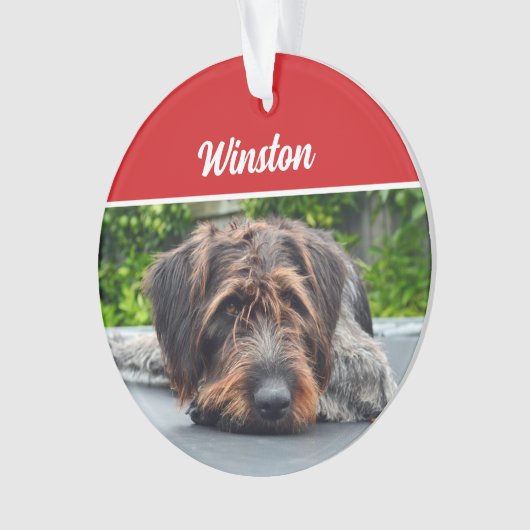 Cute Pointer Pointer Chien Fête de Noël Photo (devant)