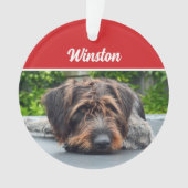 Cute Pointer Pointer Chien Fête de Noël Photo (devant)