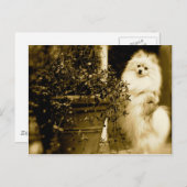Cute Pomeranian Briefkaart (Voorkant / Achterkant)