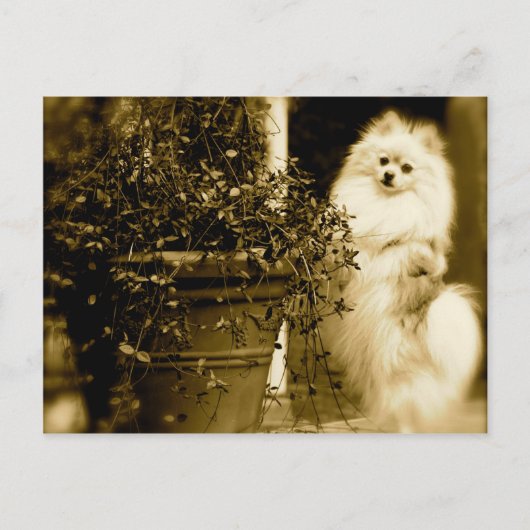 Cute Pomeranian Briefkaart (Voorkant)