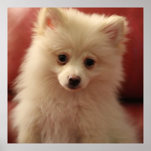 Cute Pomeranian Dog Poster (Voorkant)