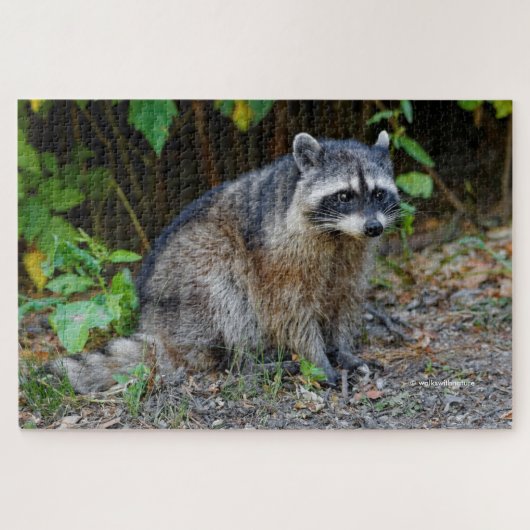 Cute Posing North American Raccoon Legpuzzel (Horizontaal)