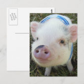 Cute Pot Belly Pig Briefkaart (Voorkant / Achterkant)