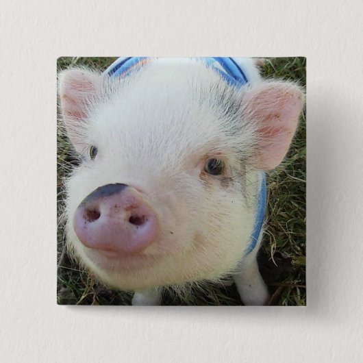 Cute Pot Belly Pig Vierkante Button 5,1 Cm (Voorkant)