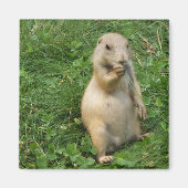 Cute Prairie Dog Permanent bij Grass Eating Magneet (Voorkant)