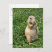 Cute Prairie Dog Standing and Eating Briefkaart (Voorkant / Achterkant)