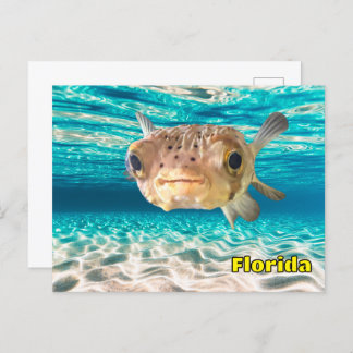 Cute Puffer Fish in the Ocean Peaceful Underwater  Briefkaart