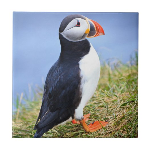 Cute Puffin Tegeltje (Voorkant)