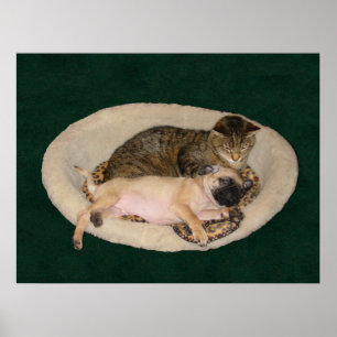 Cute Pug & Cat-Poster Poster