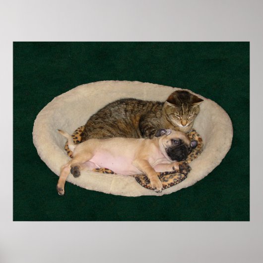 Cute Pug & Cat-Poster Poster (Voorkant)