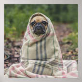 Cute Pug Close-up poster (Voorkant)