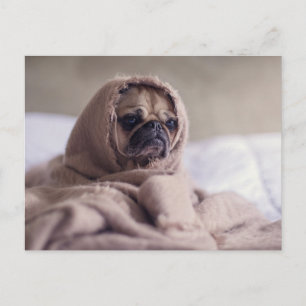 Cute Pug Dog Briefkaart
