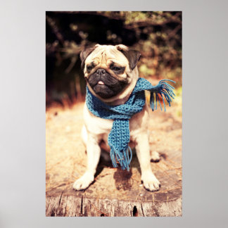 Cute Pug Dog Portret met Blue Scarf Poster