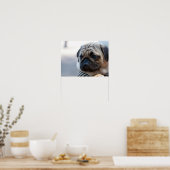 Cute Pug Face Closeup Poster (Keuken)
