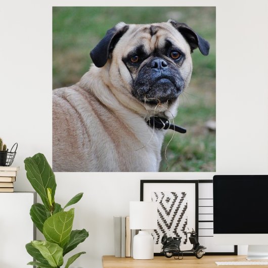 Cute Pug Poster (Thuiskantoor)