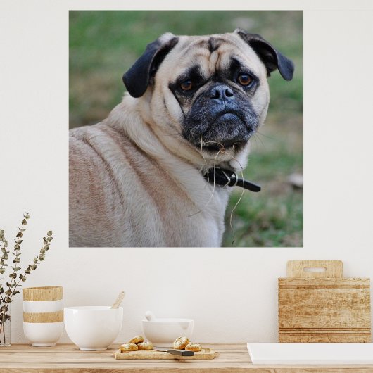 Cute Pug Poster (Keuken)