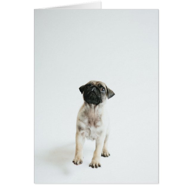 Cute Pug Puppy (Voorkant)