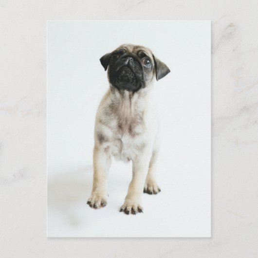 Cute Pug Puppy Briefkaart (Voorkant)