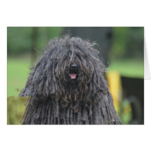 Cute Puli Dog