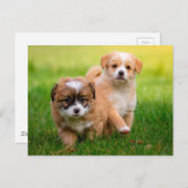 Cute Puppies Briefkaart (Voorkant / Achterkant)