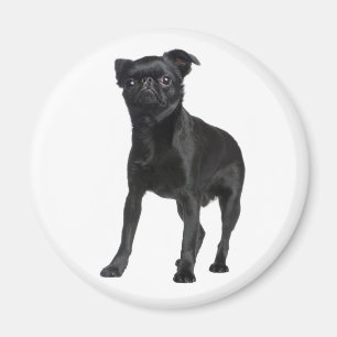 Cute Puppy Black Hondenliefhebbers Brussels Griffo Magneet