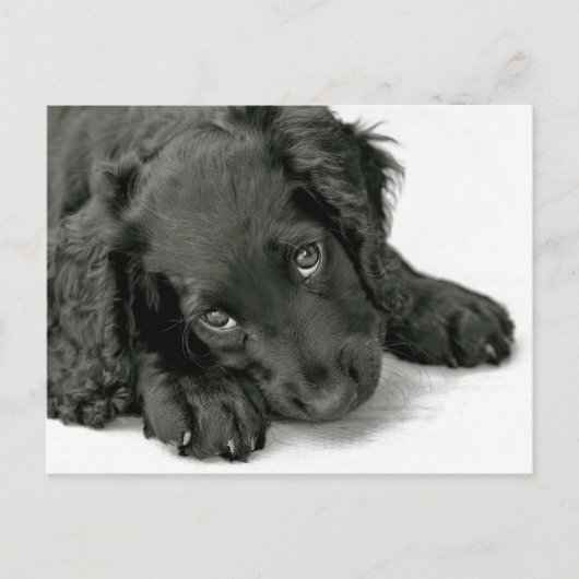 Cute Puppy briefkaart (Voorkant)