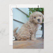 Cute Puppy Briefkaart (Voorkant / Achterkant)