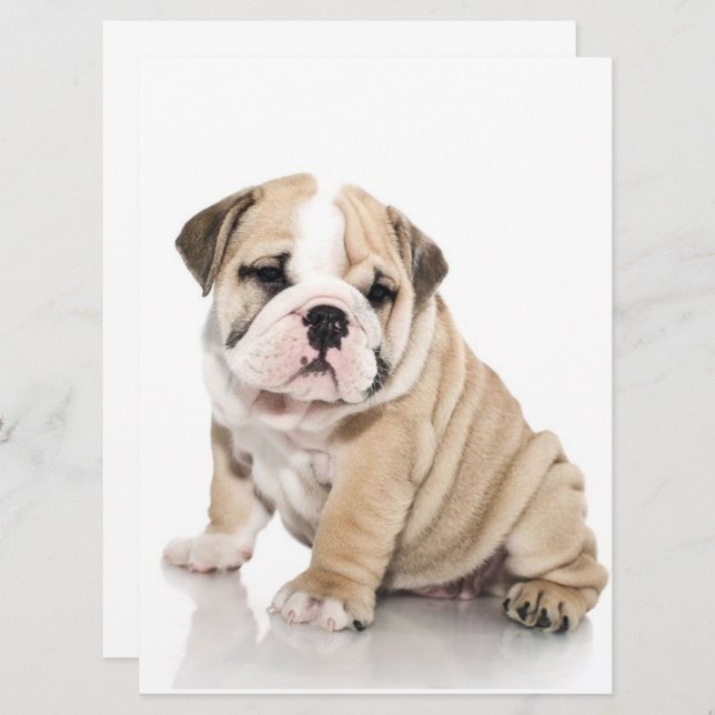 Cute Puppy Bulldog Sad (Voorkant / Achterkant)