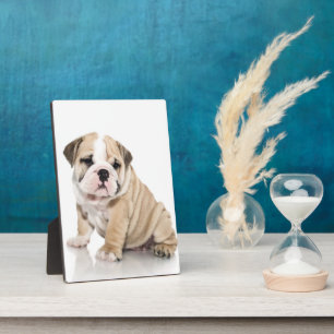 Cute Puppy Bulldog Sad Fotoplaat