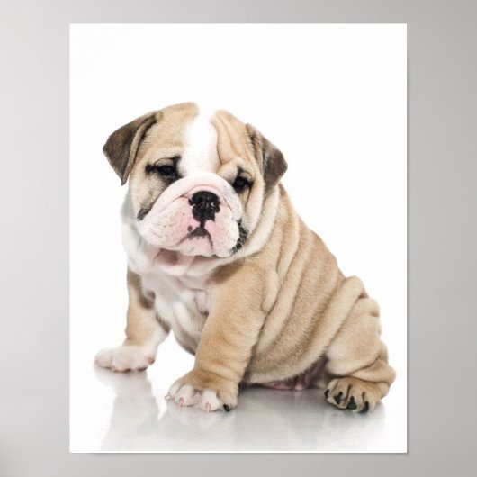 Cute Puppy Bulldog Sad Poster (Voorkant)