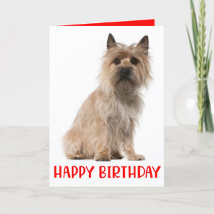Cute Puppy Cairn Terrier Dog Birthday Card Bedankkaart