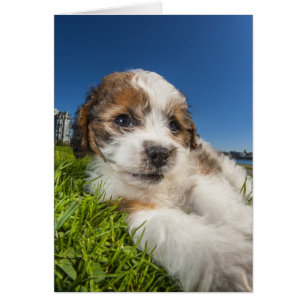 Cute puppy dog